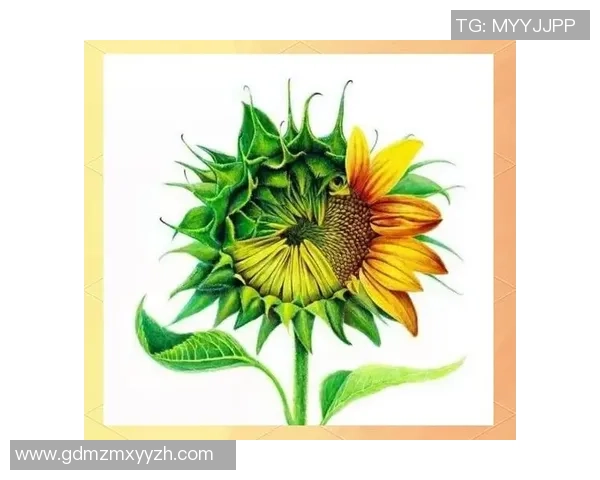 黄军独家分享篮球心得与技巧助你提升球技的全面指南